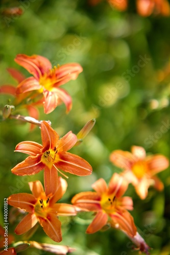 Lys orange fleur sauvage - biodiversité nature écosystème © mathisprod