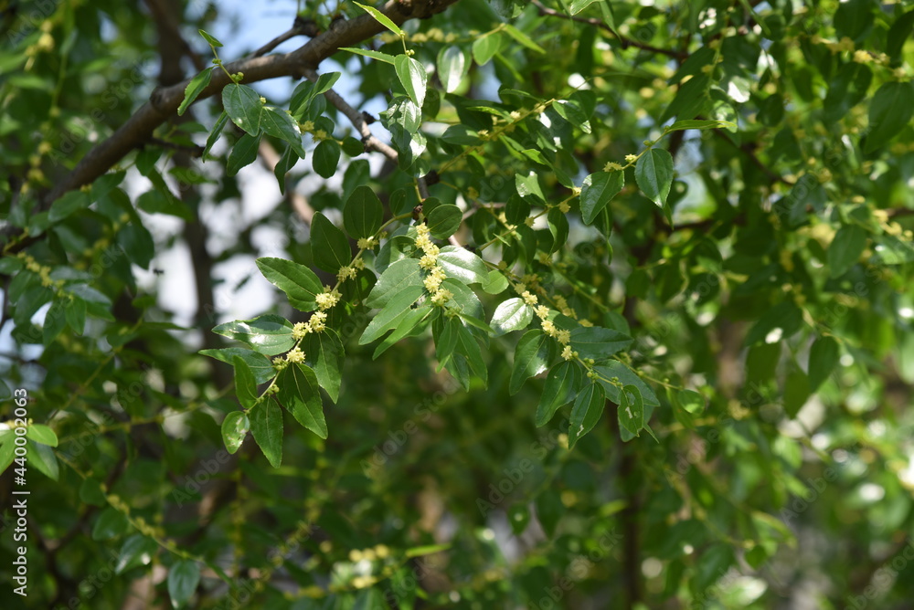Jujube flowers. Rhamnaceae deciduous fruit tree. Berry is edible and medicinal.