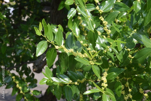 Jujube flowers. Rhamnaceae deciduous fruit tree. Berry is edible and medicinal.