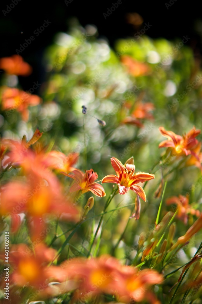 Lys orange fleur sauvage - biodiversité nature écosystème Lys orange fleur sauvage - biodiversité nature écosystème