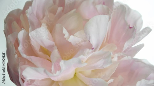 Wallpaper Mural Peony Flower Bloom Timelapse Light Pink 03 Torontodigital.ca