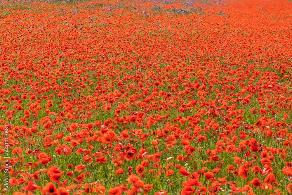 Field of red poppies close up. Field of Corn Poppy Flowers Papaver rhoeas in Spring. Veterans day.