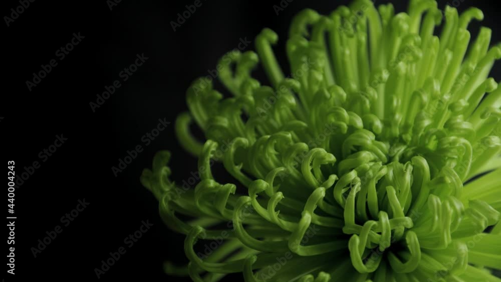 Chrysanthemum Flower Bloom Timelapse Green 02 Chrysanthemum Flower Bloom Timelapse Green 02