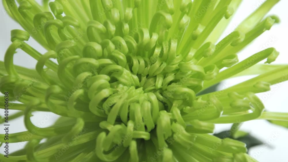 Chrysanthemum Flower Bloom Timelapse Green 03 Chrysanthemum Flower Bloom Timelapse Green 03