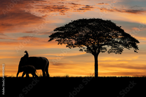 Silhouette elephant herder under big tree with sun sky background. © APchanel