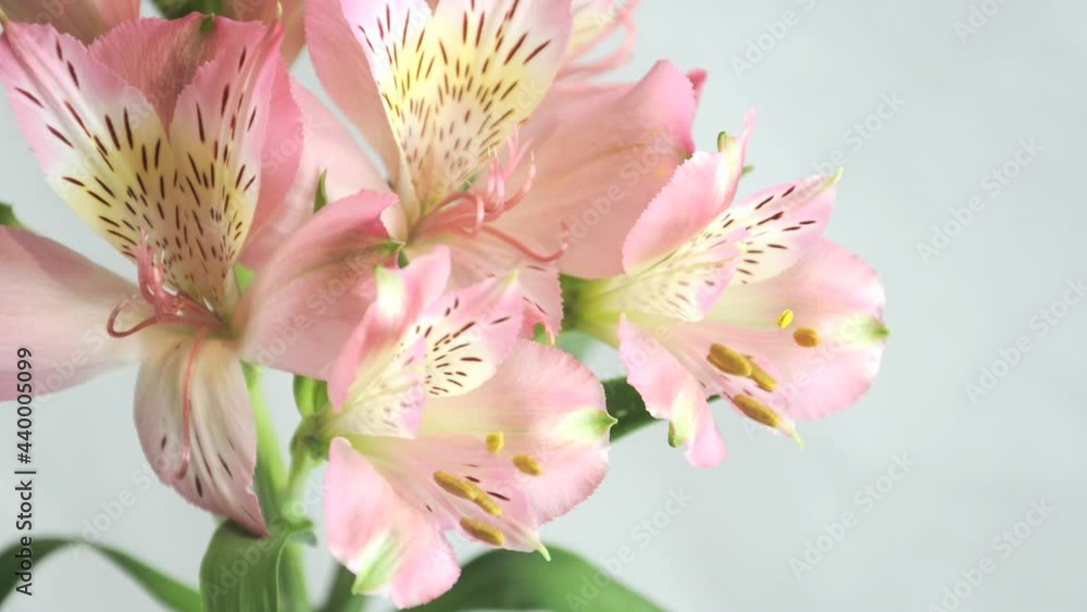 Alstroemeria Flower Bloom Timelapse Pink 01 Alstroemeria Flower Bloom Timelapse Pink 01