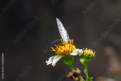 Closeup of a butterfly on a flowerv photo