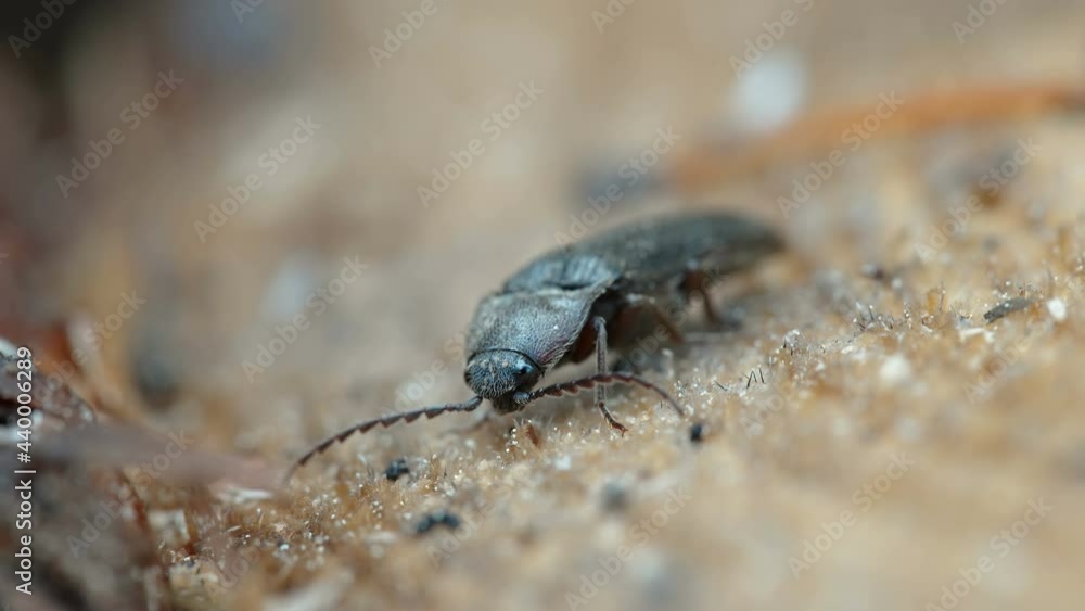 The closer look of the black click beetle found in the forest in Estonia The closer look of the black click beetle found in the forest in Estonia