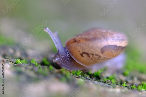 Blur snail crawing on ground