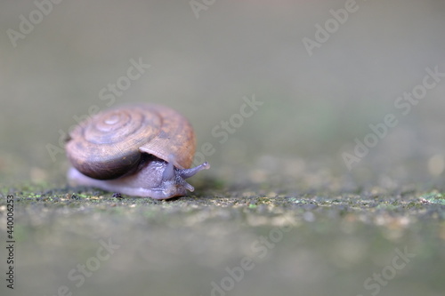Snail on ground with beauty shape and selective focus