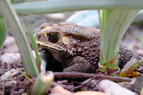 The toad on ground among the leaves
