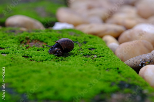 Black snail on grass with stone