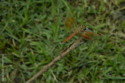 Brown Dragonfly perched on a twig. Green Grass background. © Terence A R Watts