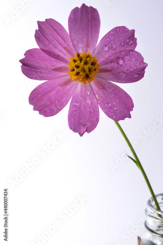 Pink Cosmos flower in a jar