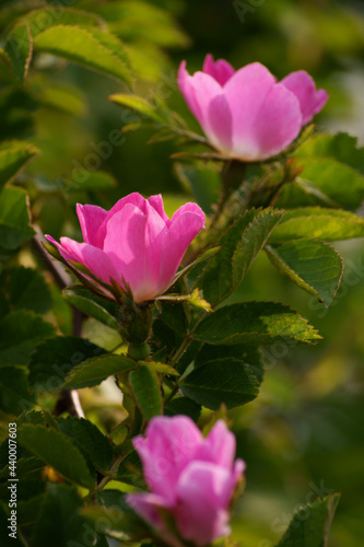 Pink wild roses in full bloom © Terence A R Watts