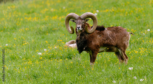 Europäischer Mufflon - Ovis gmelini musimon