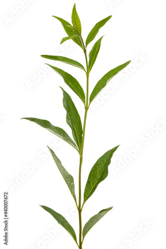 Twig of privet with green foliage   lat. Ligustrum  isolated on white background