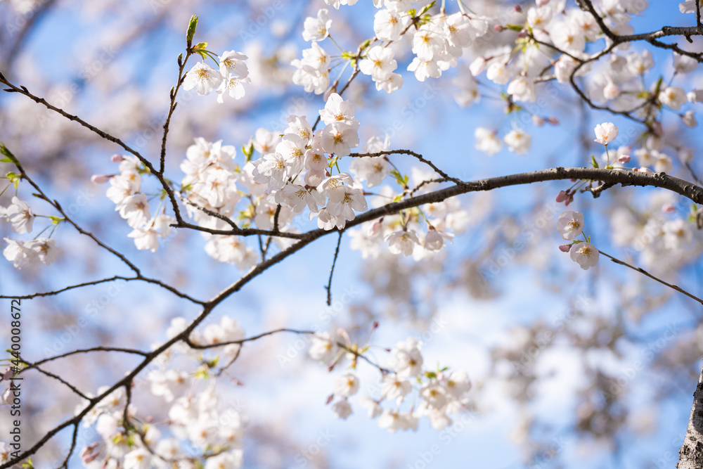 桜2021 桜2021