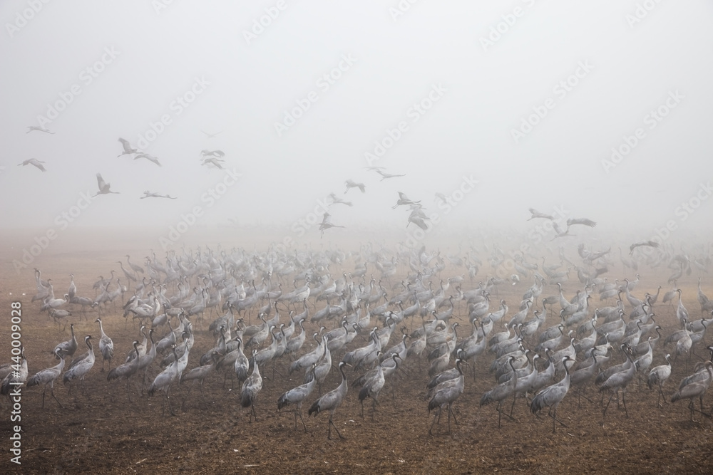 Fototapeta premium Huge flock of cranes