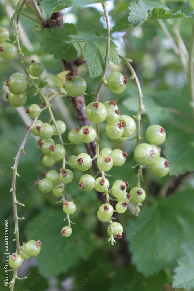 grüne Johannisbeeren hängen am Busch grüne Johannisbeeren hängen am Busch