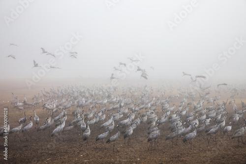 Huge flock of cranes