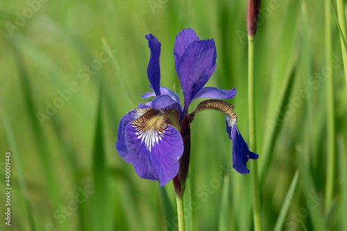 Iris. Perennial rhizomatous plant of the Iris family Iridaceae . Beautiful floral abstract background of nature. Summer landscape. Useful. Luxurious yellow flower