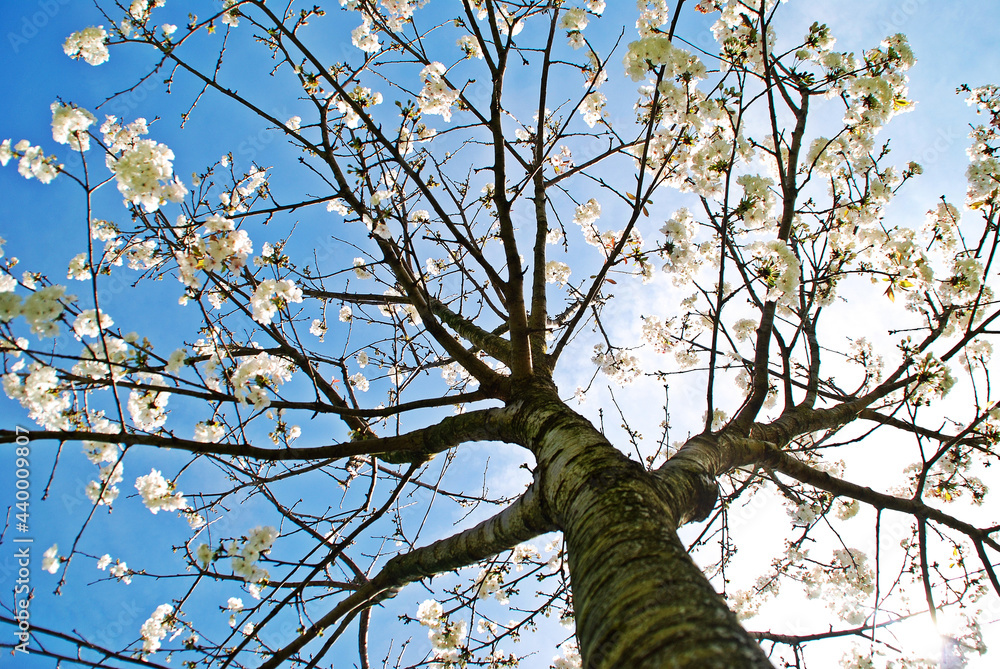 Obraz premium ALMENDRO. PRUNUS DULCIS