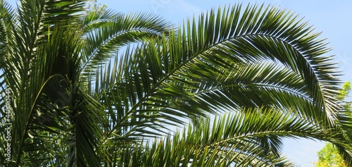 Fototapeta Naklejka Na Ścianę i Meble -  Beautiful palm tree branches on blue sky background in Florida nature