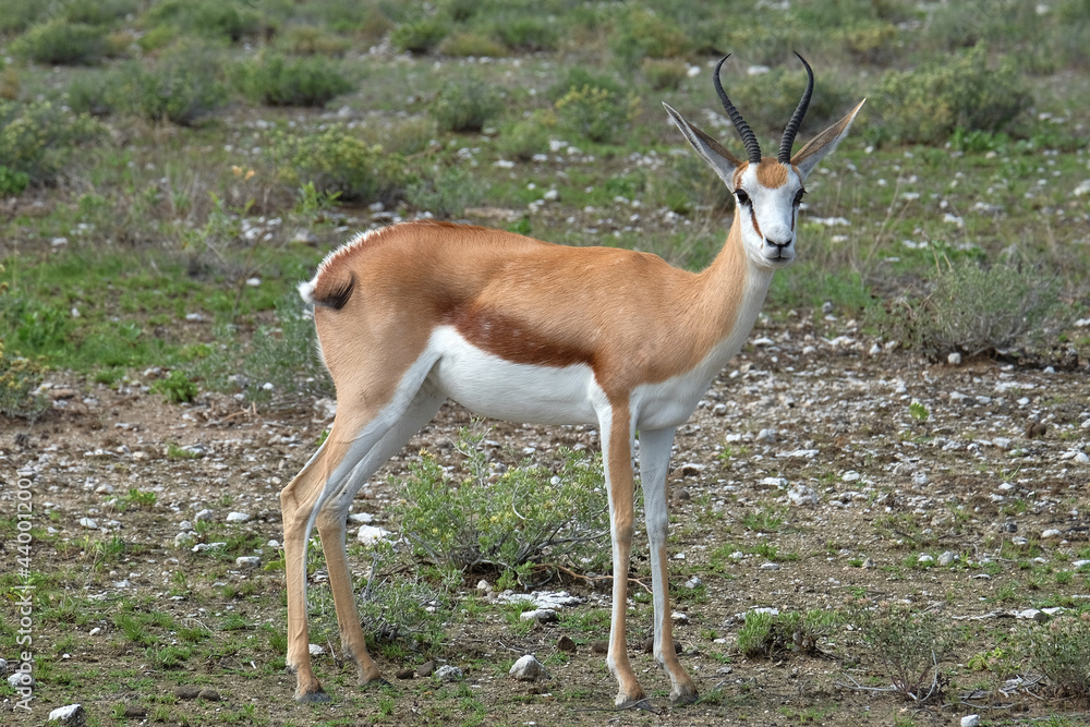 Springbok (Antidorcas marsupialis) in etosha national park Springbok (Antidorcas marsupialis) in etosha national park