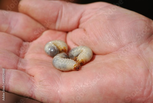 Top view close-up of many  snout beetle larva or  Grubs   (Curculionidae) living in the soil of a lawn, collected in the hand while gardening.