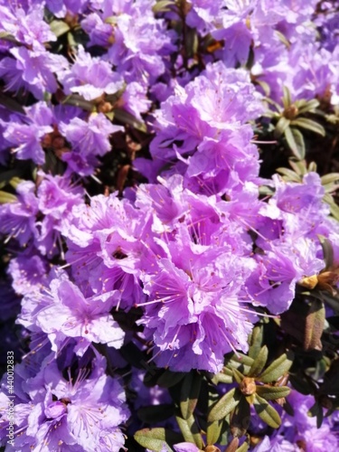 extremely beautiful colorful huge purple Rhododendron impeditum Azurika close up. flower wallpaper
