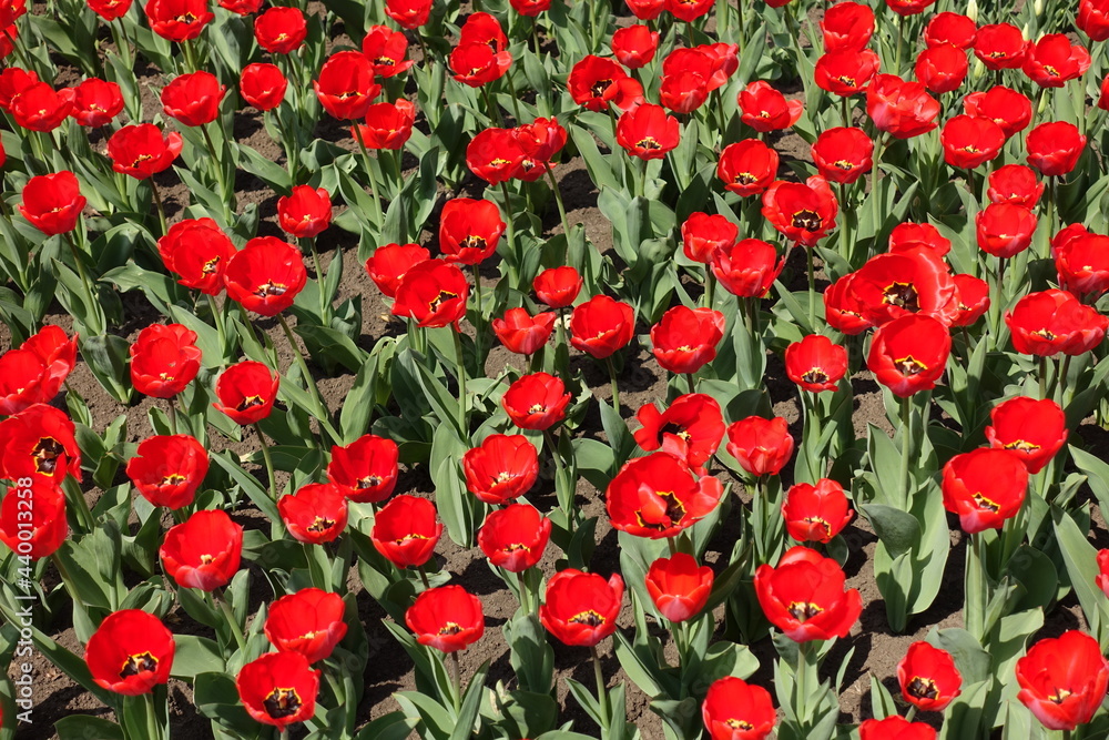 Top view of numerous bright red flowers of tulips in April Top view of numerous bright red flowers of tulips in April