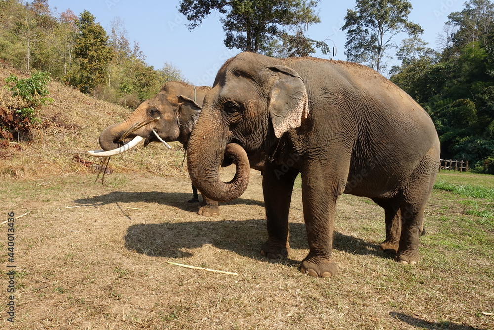 A pair of elephants in the wild. Elephant with tusks, the elephant stands calm