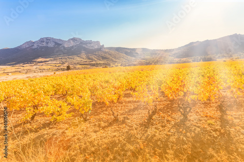 Vignes des côtes catalanes sous les rayons du soleil , Languedoc-Roussillon, France  © Unclesam