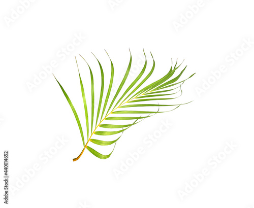 Fototapeta Naklejka Na Ścianę i Meble -  tropical frond green palm leaf tree isolated on white background