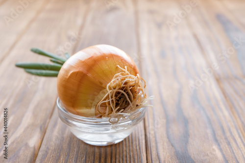 The onion has sprouted. The head lies sideways, white roots are visible