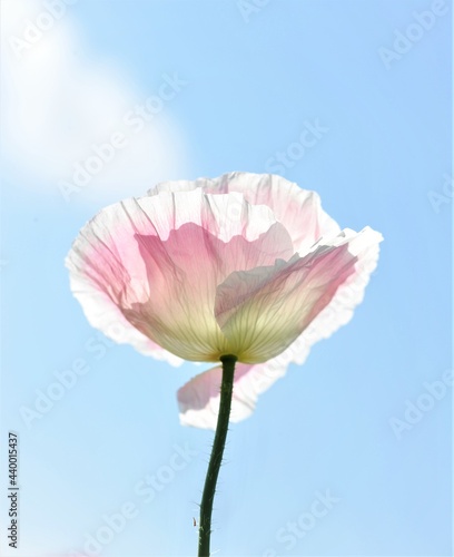 pink flower against blue sky