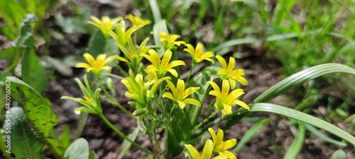 A small bush of a yellow lily. Medium-sized yellow flowers with elongated petals on open buds. Several flowers stand next to each other.