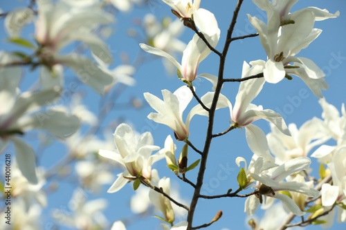 Beautiful blooming Magnolia tree on sunny day outdoors