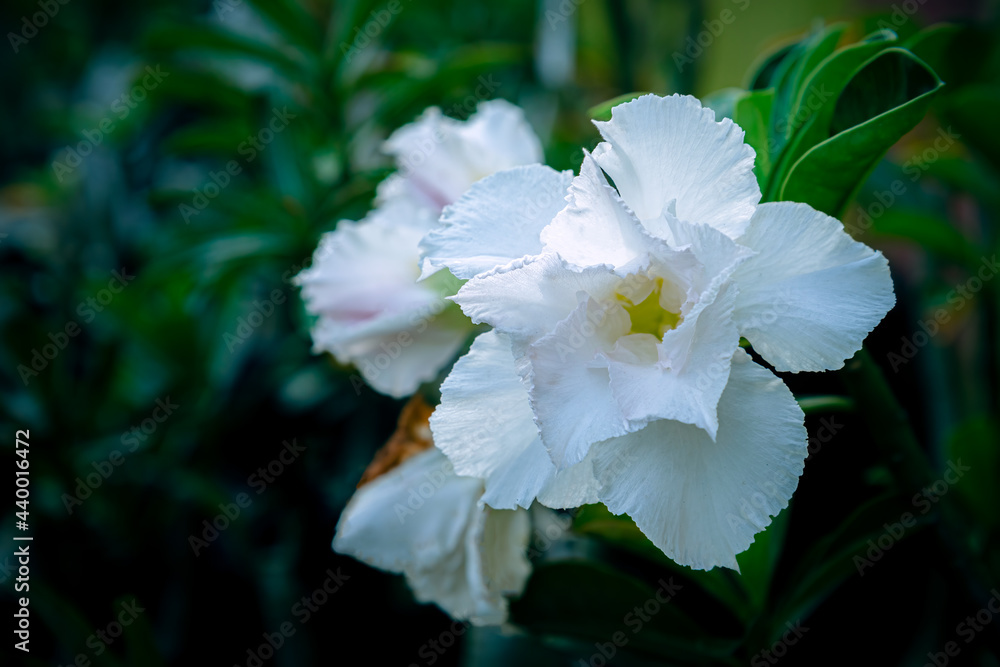 dazzling, exotic, beautiful bush blooming white adenium, obesum, desert rose, azalea,  flowers surrounded by green leaf and branch with blurred background in garden