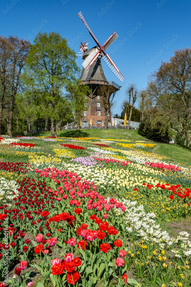 Tulpenfeld mit Windmühle