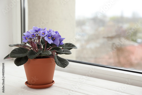 Beautiful potted violet flowers on white wooden window sill, space for text. Delicate house plant photo