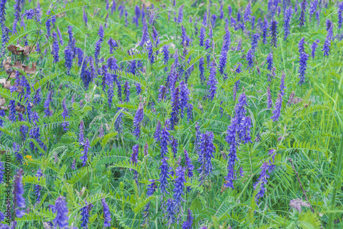 Valokuva Closeup shot of purple vetch flowers on a meadow