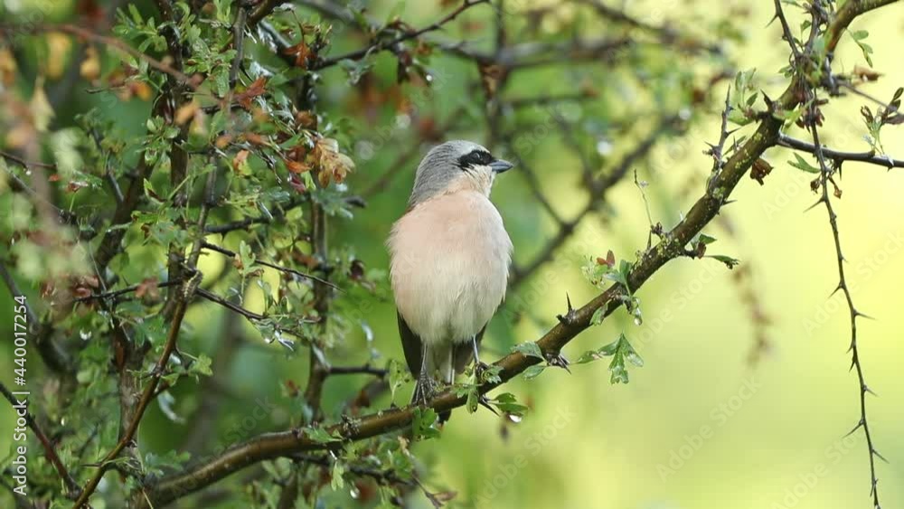 Male Red-backed shrike with the first light of dawn at his favorite watchtower in the breeding season Male Red-backed shrike with the first light of dawn at his favorite watchtower in the breeding season