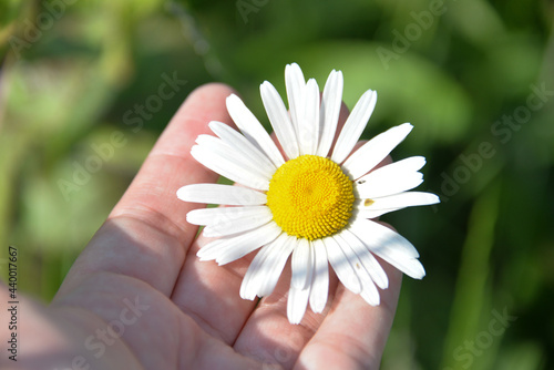 different herbs grow in the fields in the summer