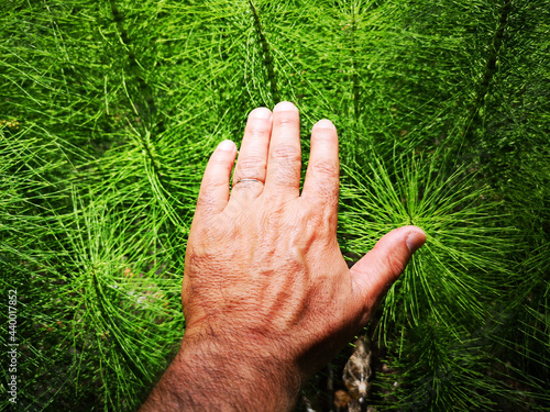 Closeup shot of a male hand over green horsetail leaves