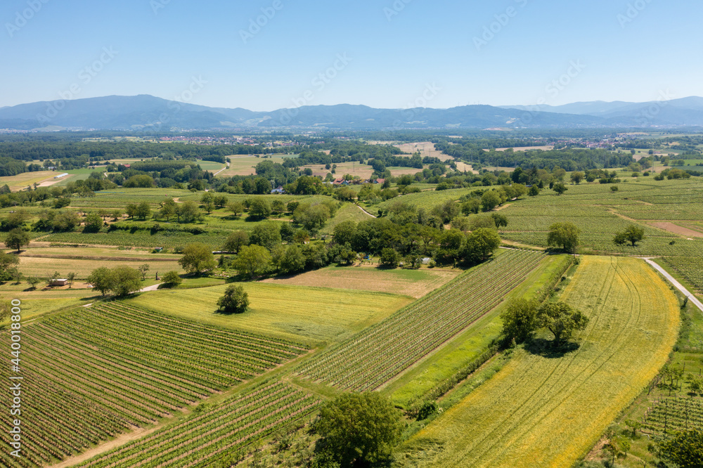 vineyard in Breisgau Germany region fly over