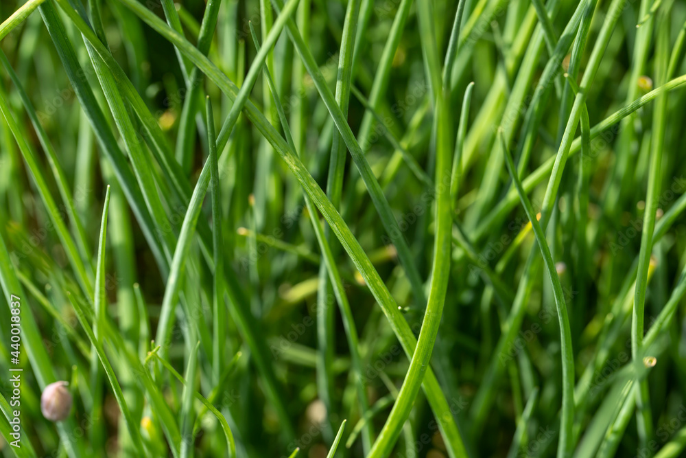 green plant background and plant structure usable as graphic background or decoration, concept of green and different green colors in summer green plant background and plant structure usable as graphic background or decoration, concept of green and different green colors in summer