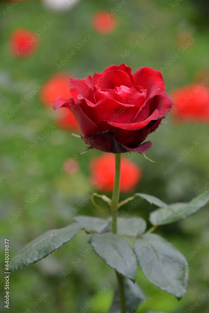 bright, beautiful rose flower, growing in the garden, Sunny day. bright, beautiful rose flower, growing in the garden, Sunny day.