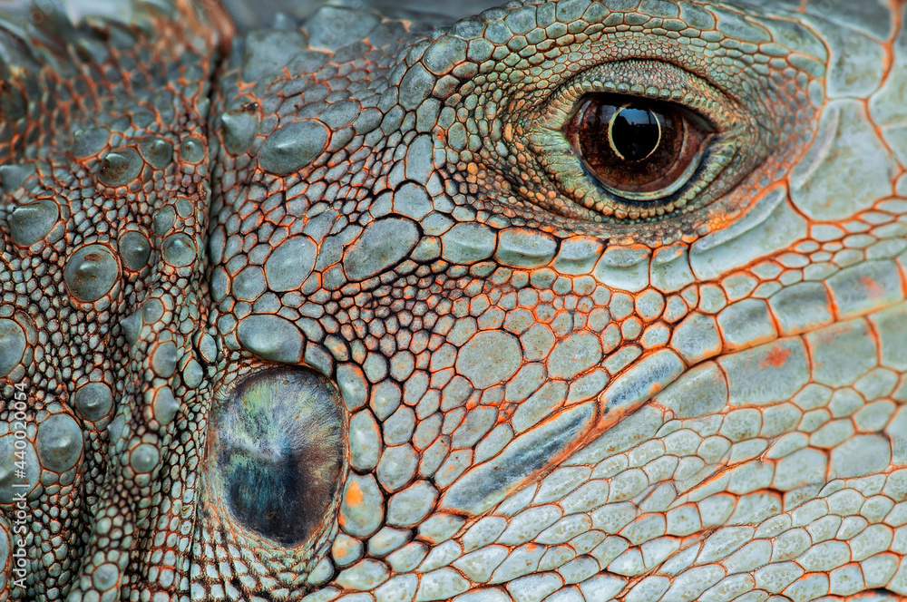 Fototapeta premium close up of iguana